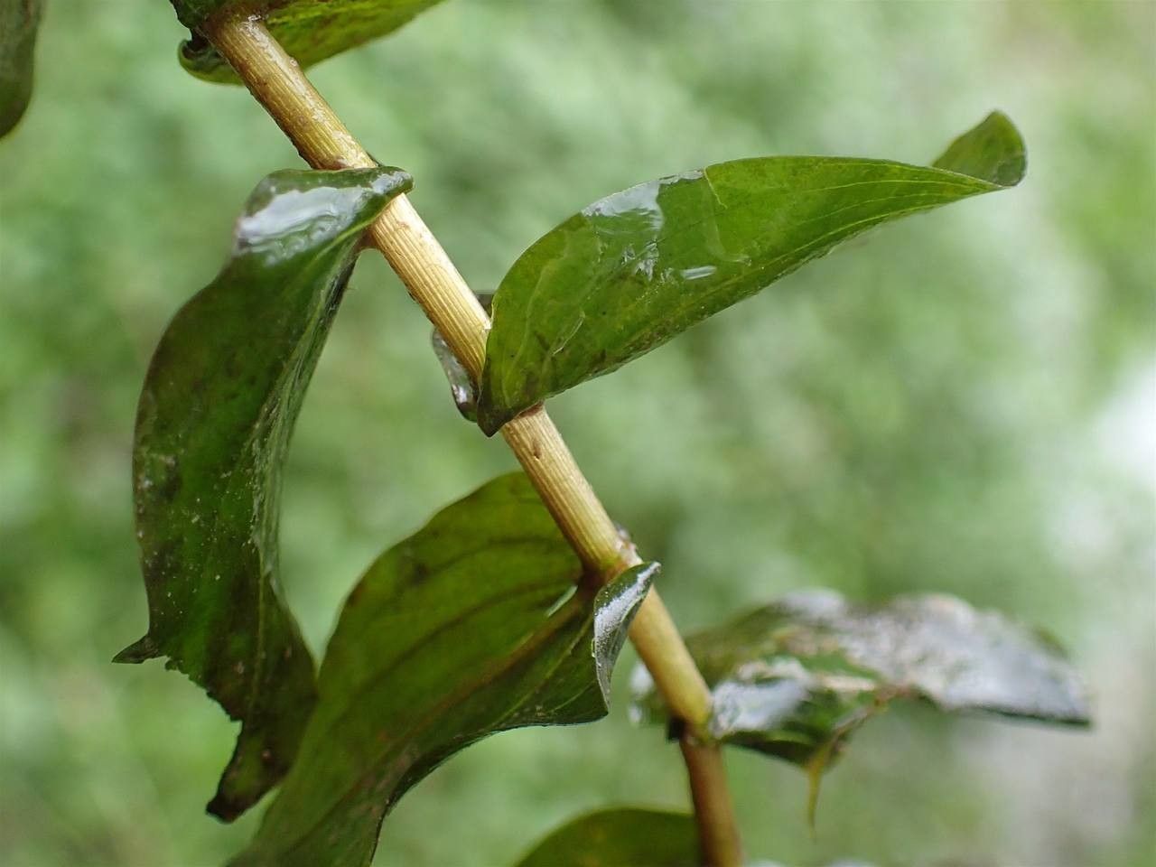 Potamogeton perfoliatus bark