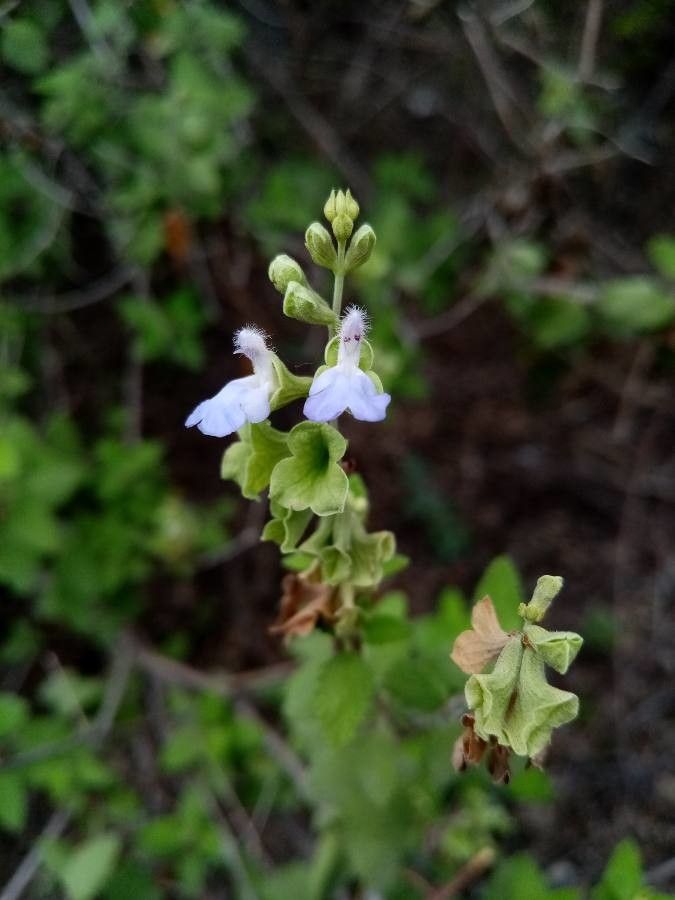 Salvia ballotiflora flower