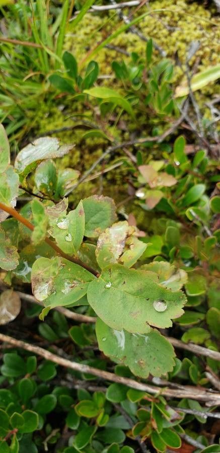 Valeriana sitchensis leaf