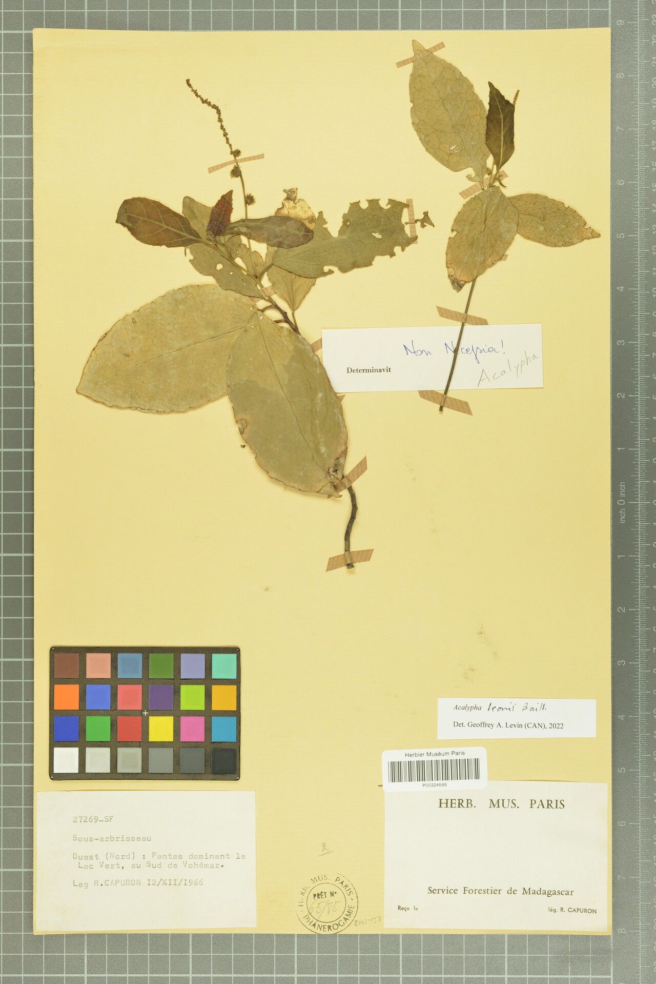 Acalypha leonii — houseplant care guide