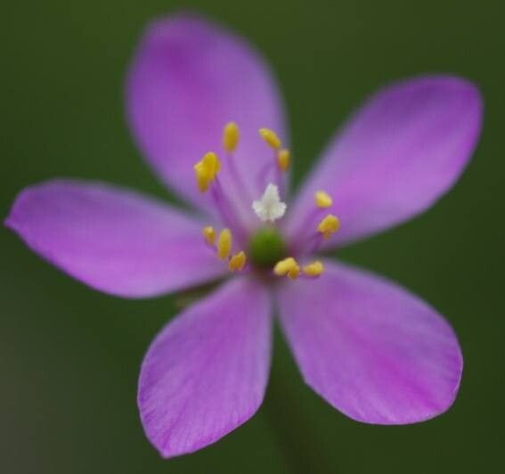 Phemeranthus rugospermus — houseplant care guide