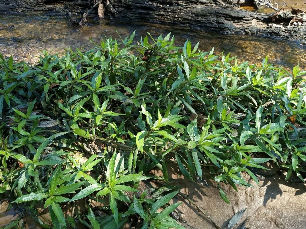 Hygrophila costata habit