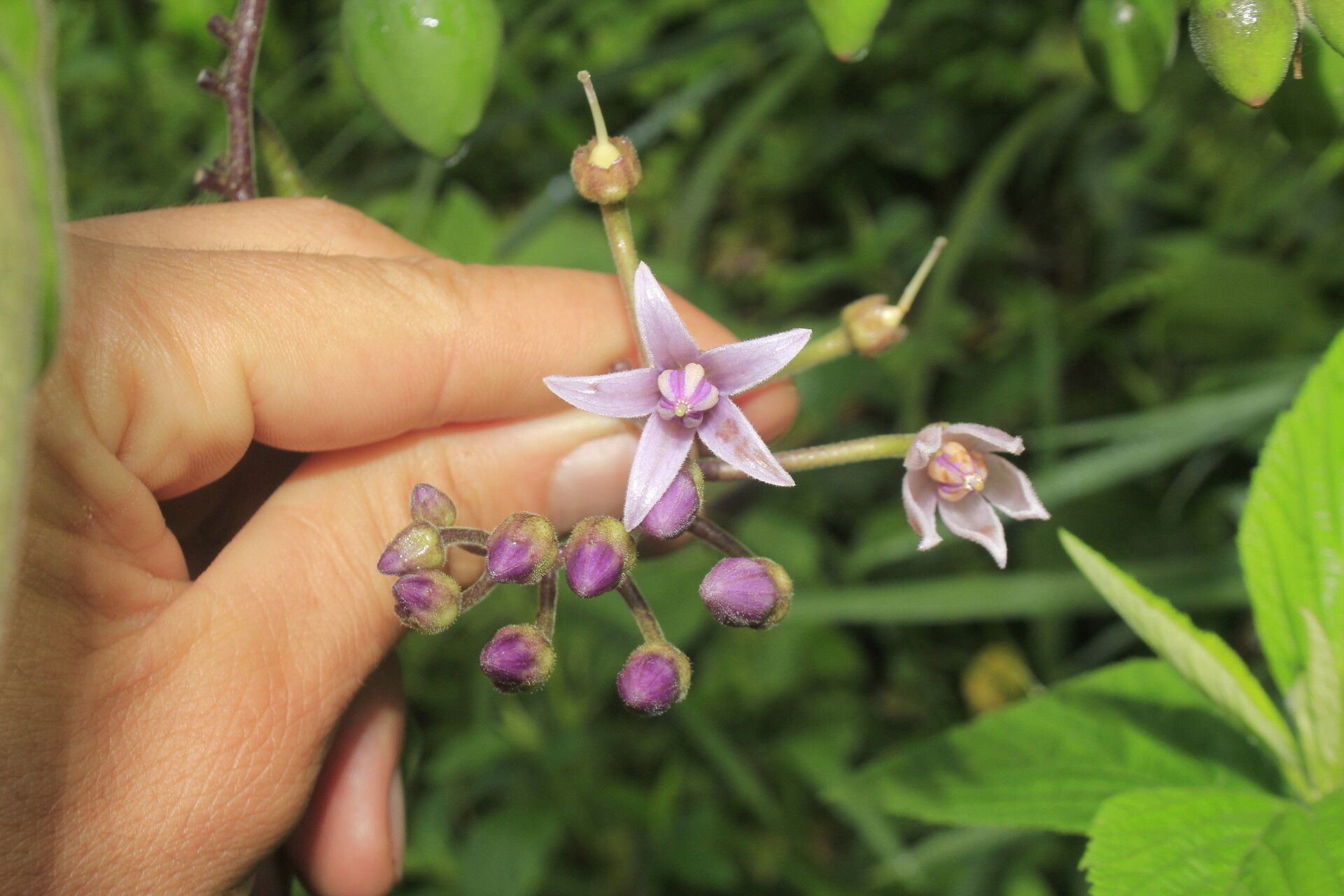 Solanum cajanumense flower