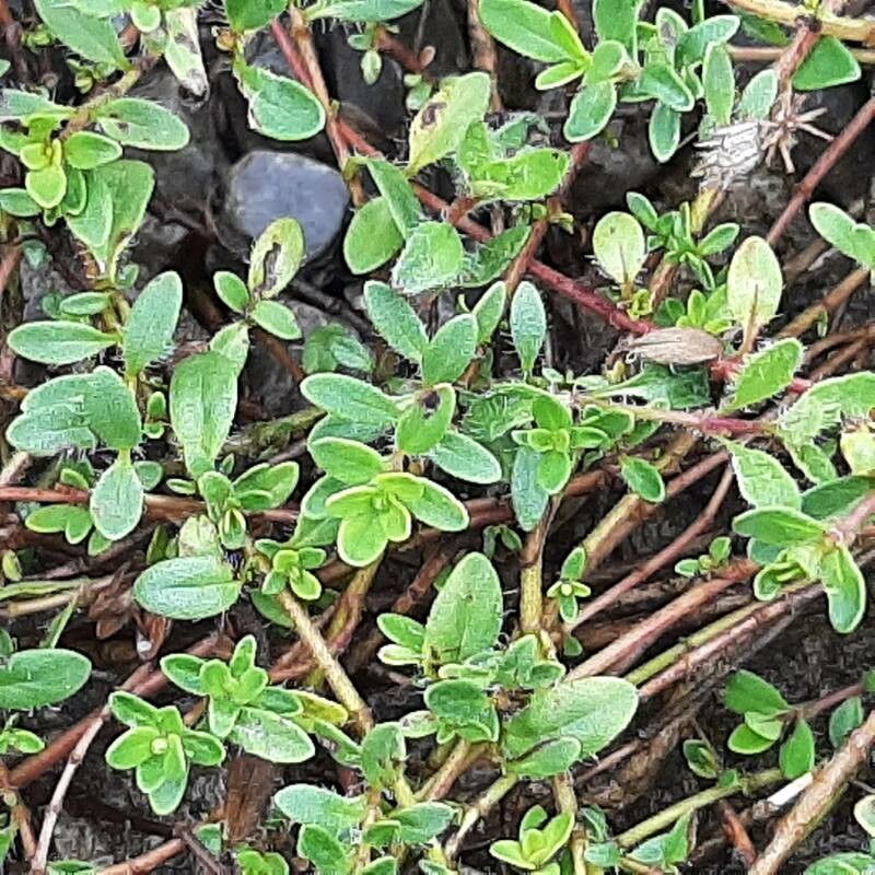 Thymus pannonicus leaf