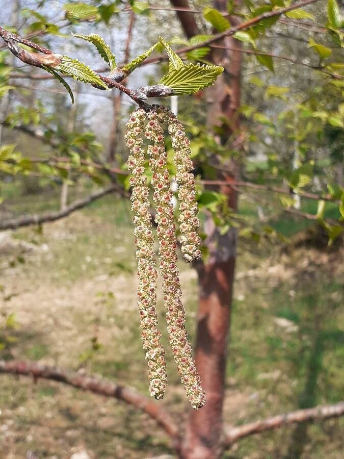 Betula albosinensis flower