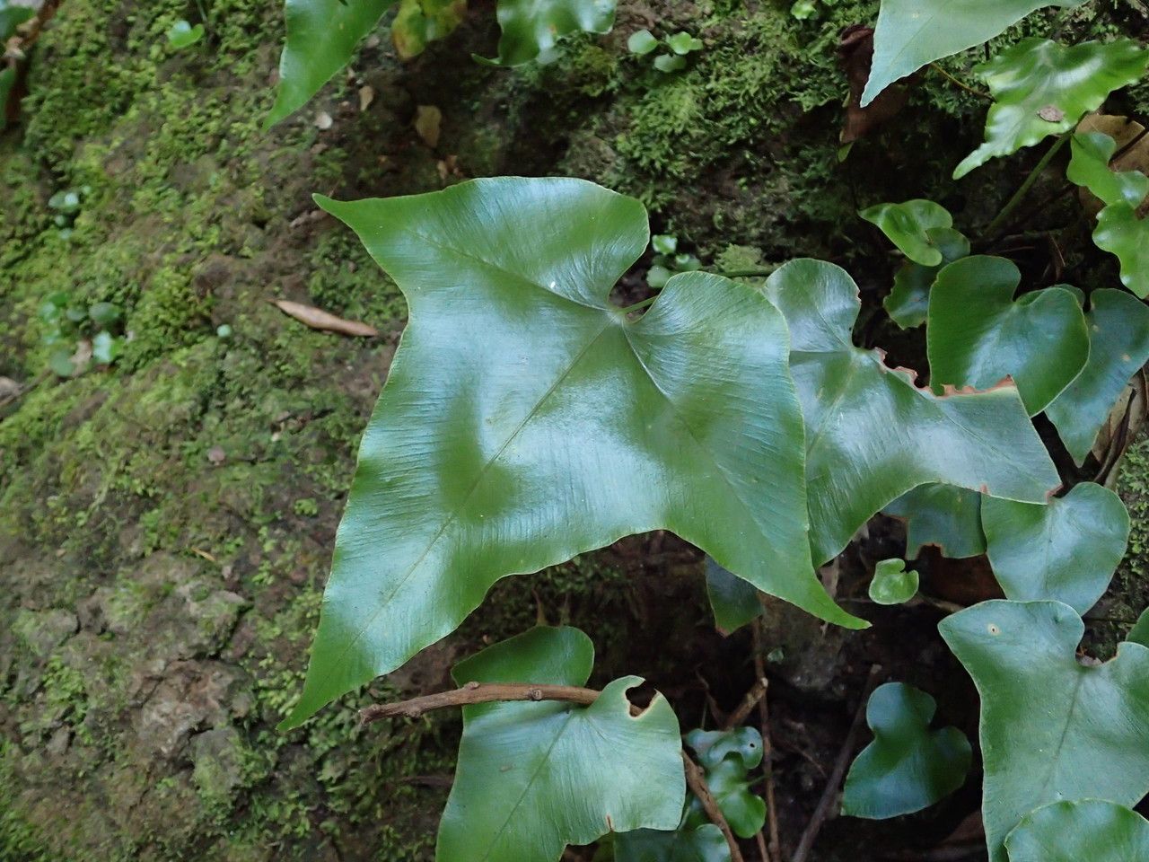 Asplenium hemionitis leaf