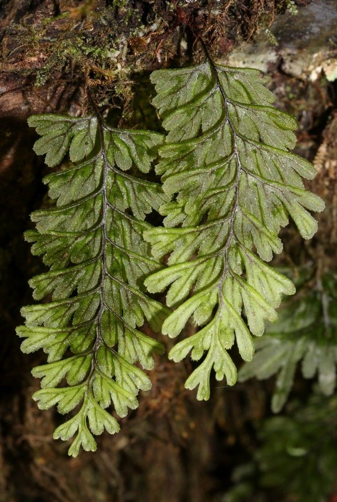 Hymenophyllum dimidiatum — houseplant care guide