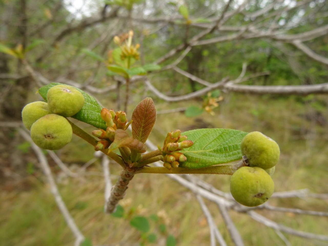Guettarda scabra fruit
