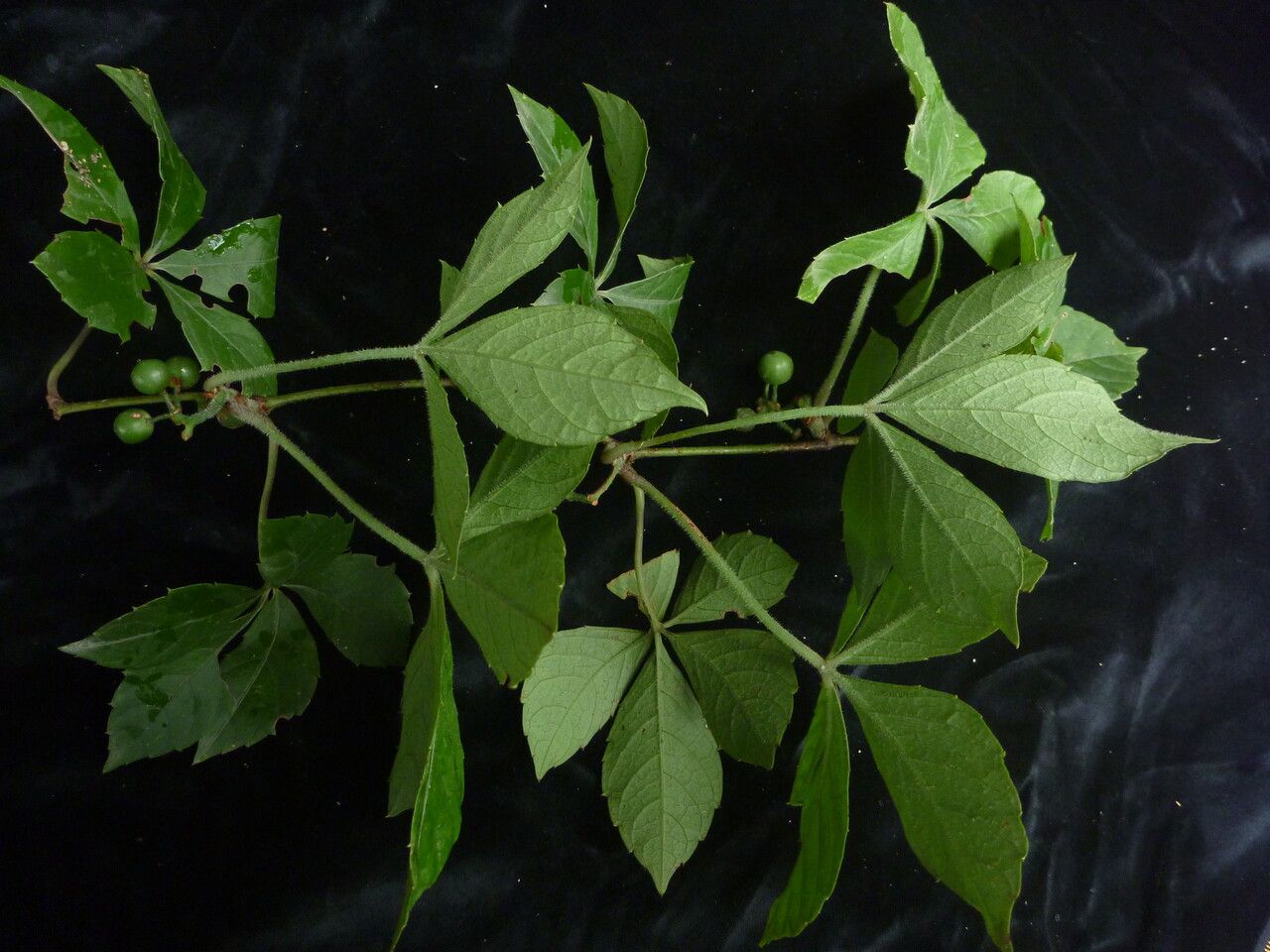 Tetrastigma obtectum habit