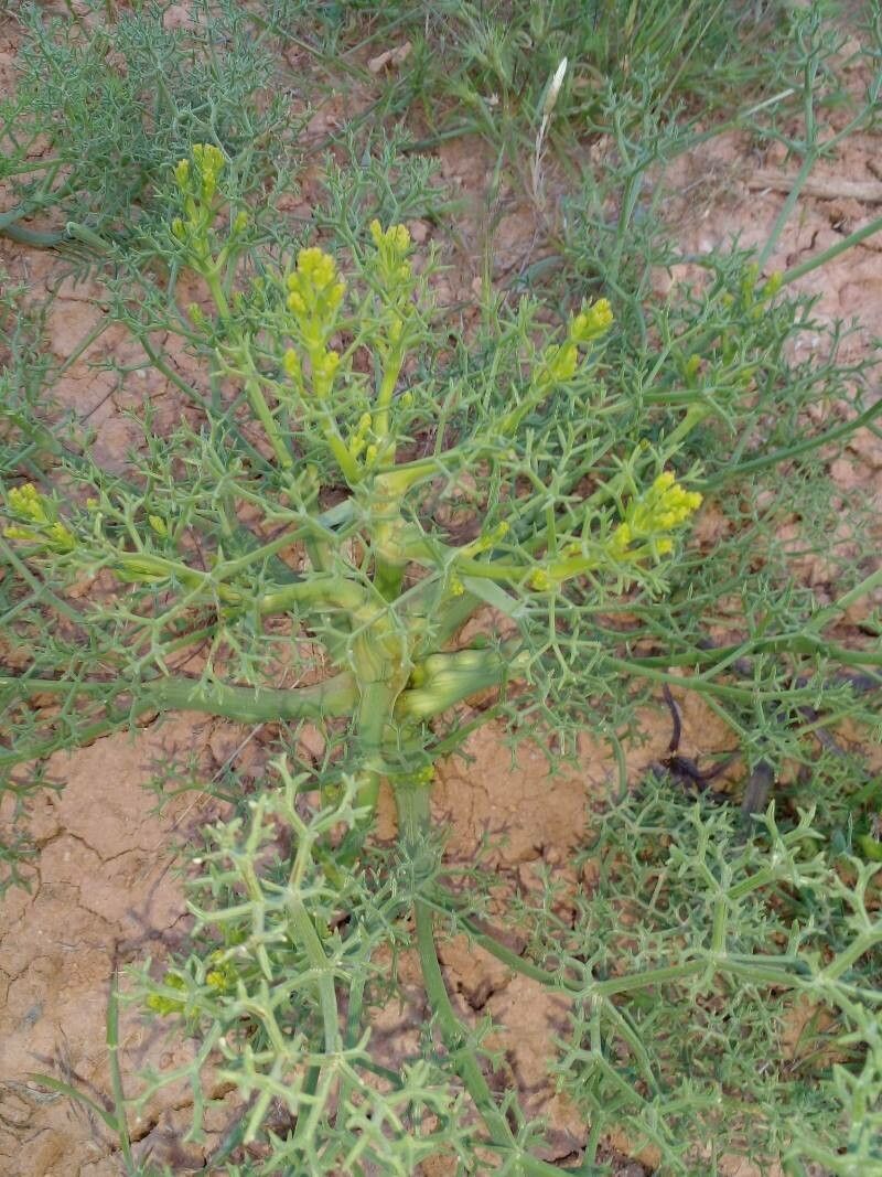 Echinophora tenuifolia — related species from the same genus