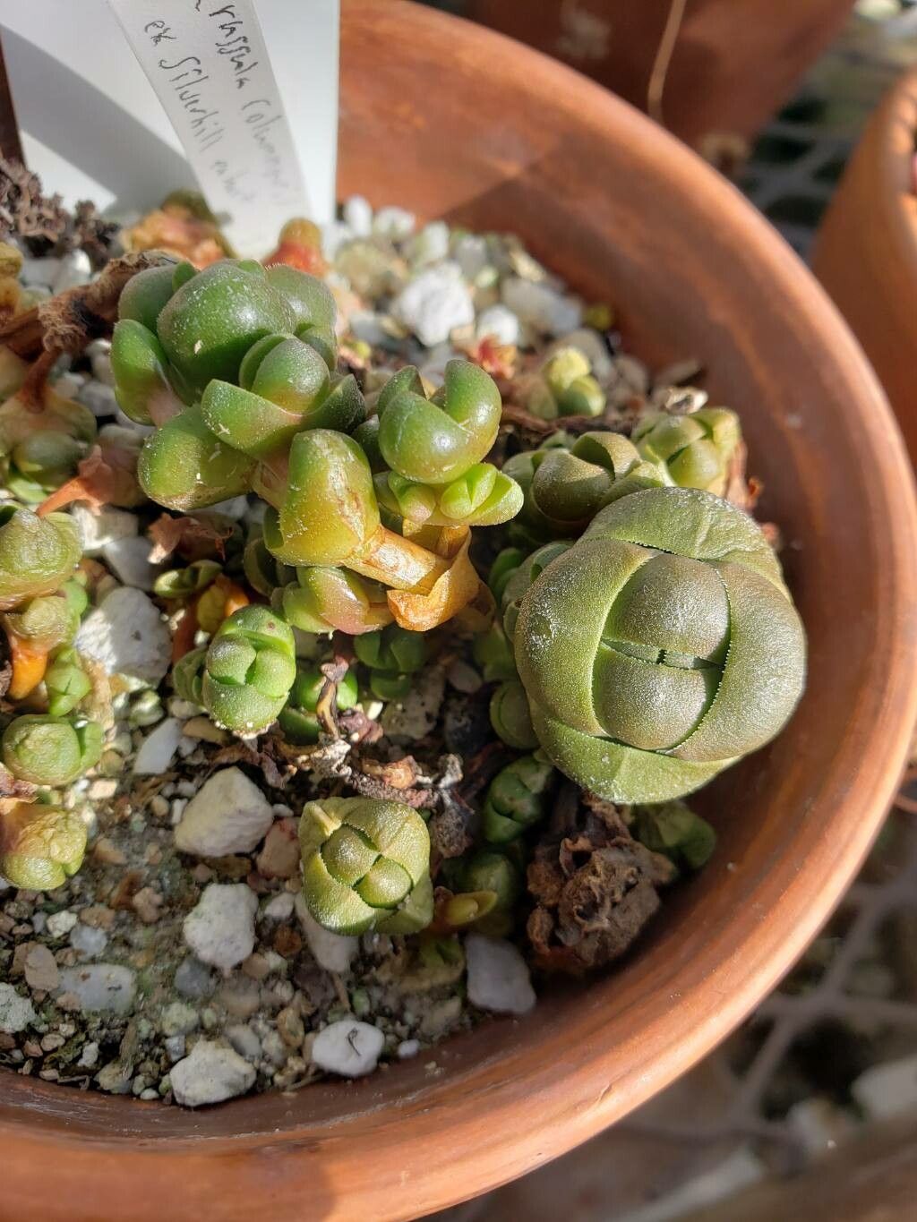 Crassula columnaris — houseplant care guide