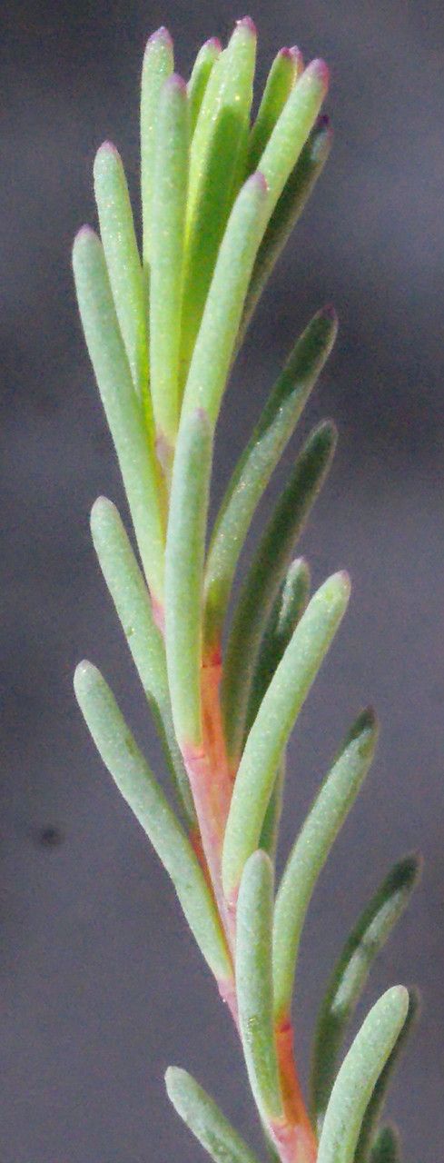 Lechenaultia hirsuta — search result for 'Goodeniaceae'