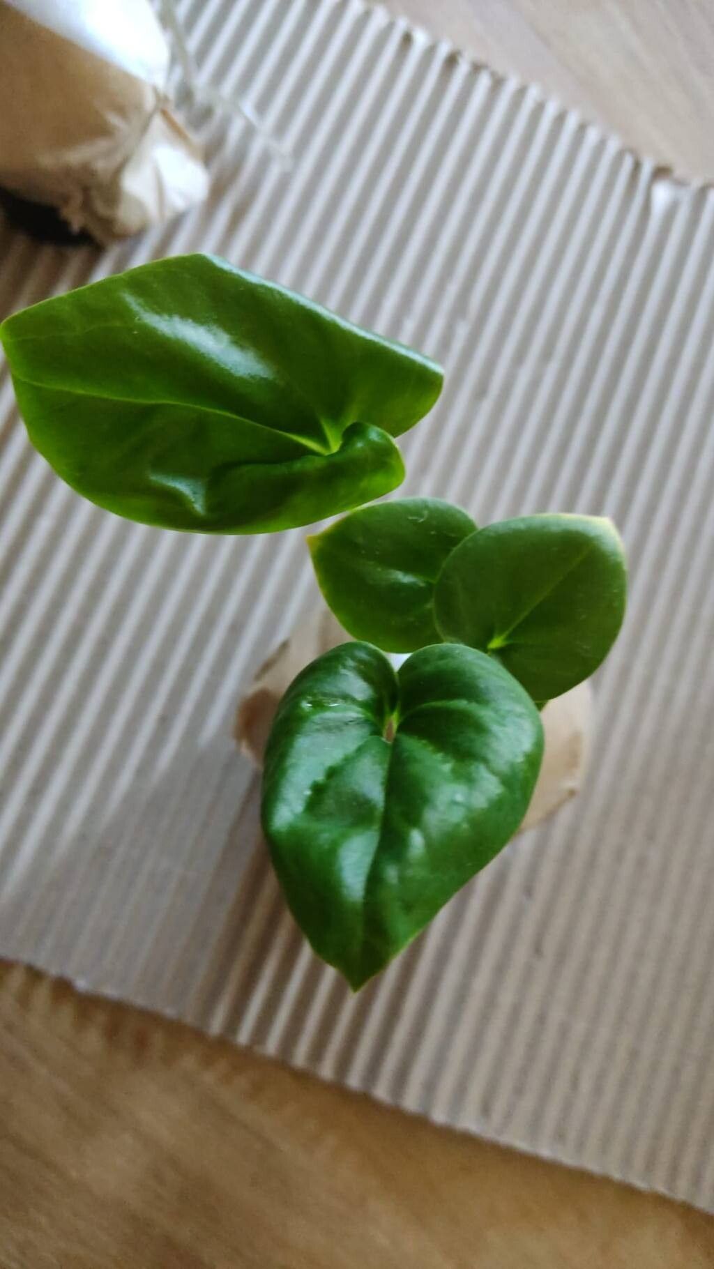 Anthurium brownii — houseplant care guide