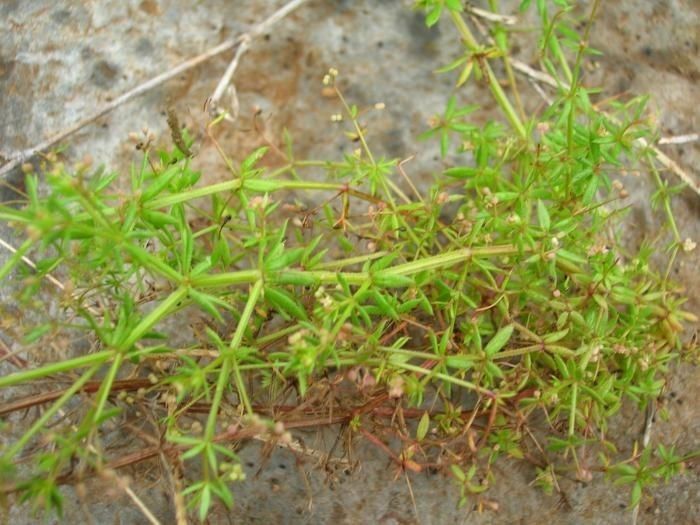 Galium divaricatum habit