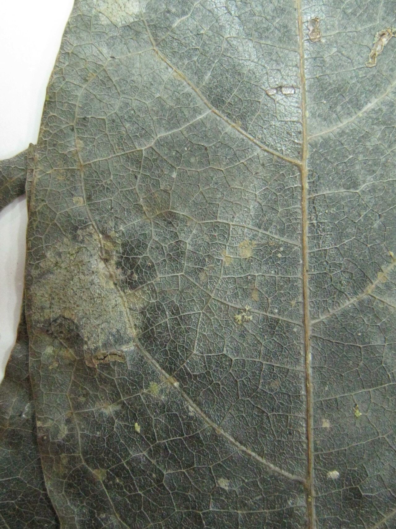 Rhodostemonodaphne morii other