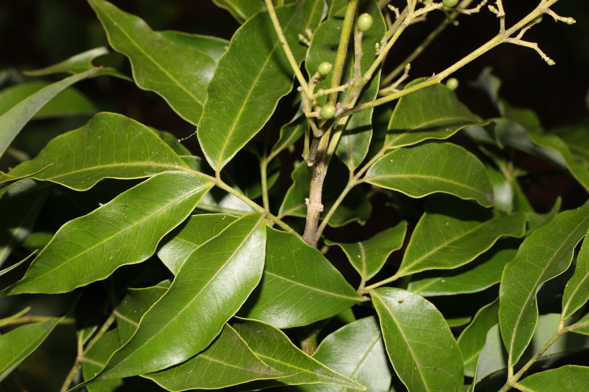 Amyris pinnata — related species from the same genus