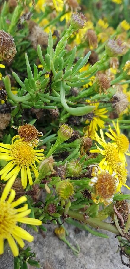 Limbarda crithmoides — flood tolerant houseplant