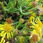 Limbarda crithmoides