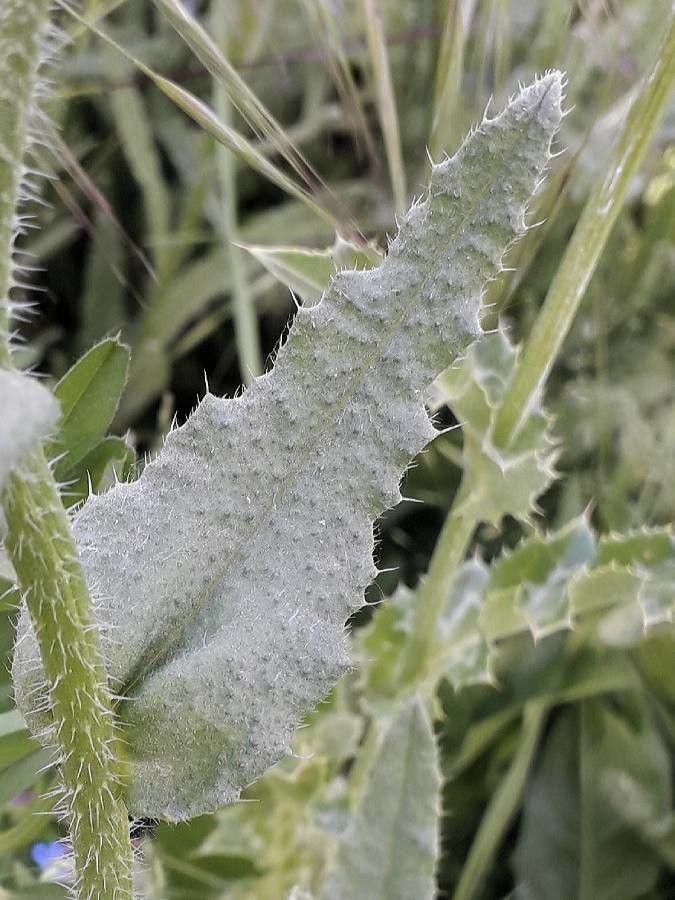 Lycopsis arvensis — search result for 'Anchusa'