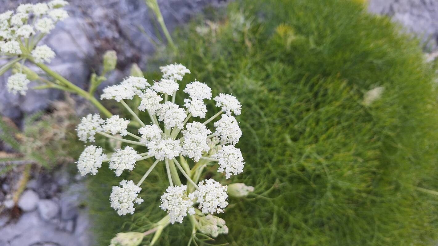 Seseli parnassicum flower