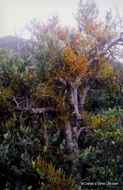 Korthalsella disticha habit