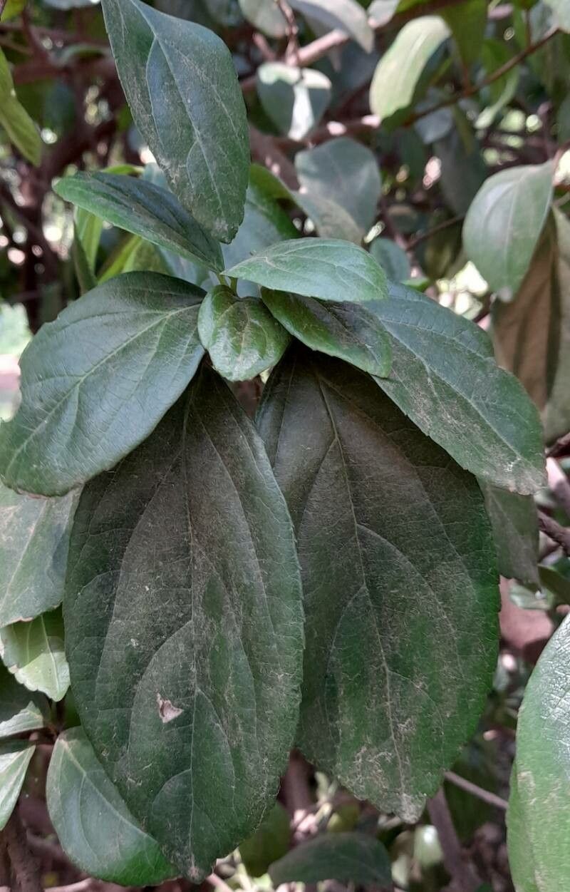 Viburnum tinoides — search result for 'Viburnum'