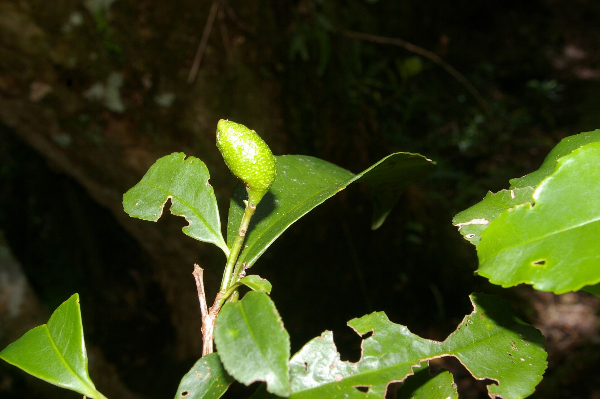 Cleyera theaeoides fruit