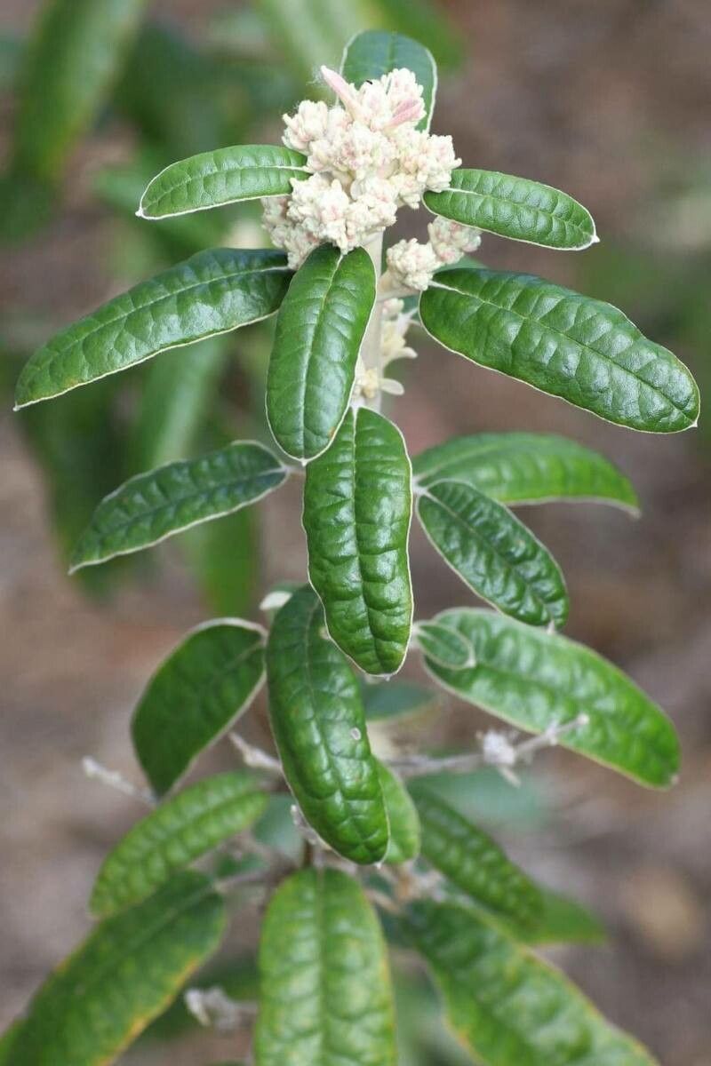 Olearia covenyi — search result for 'Olearia'
