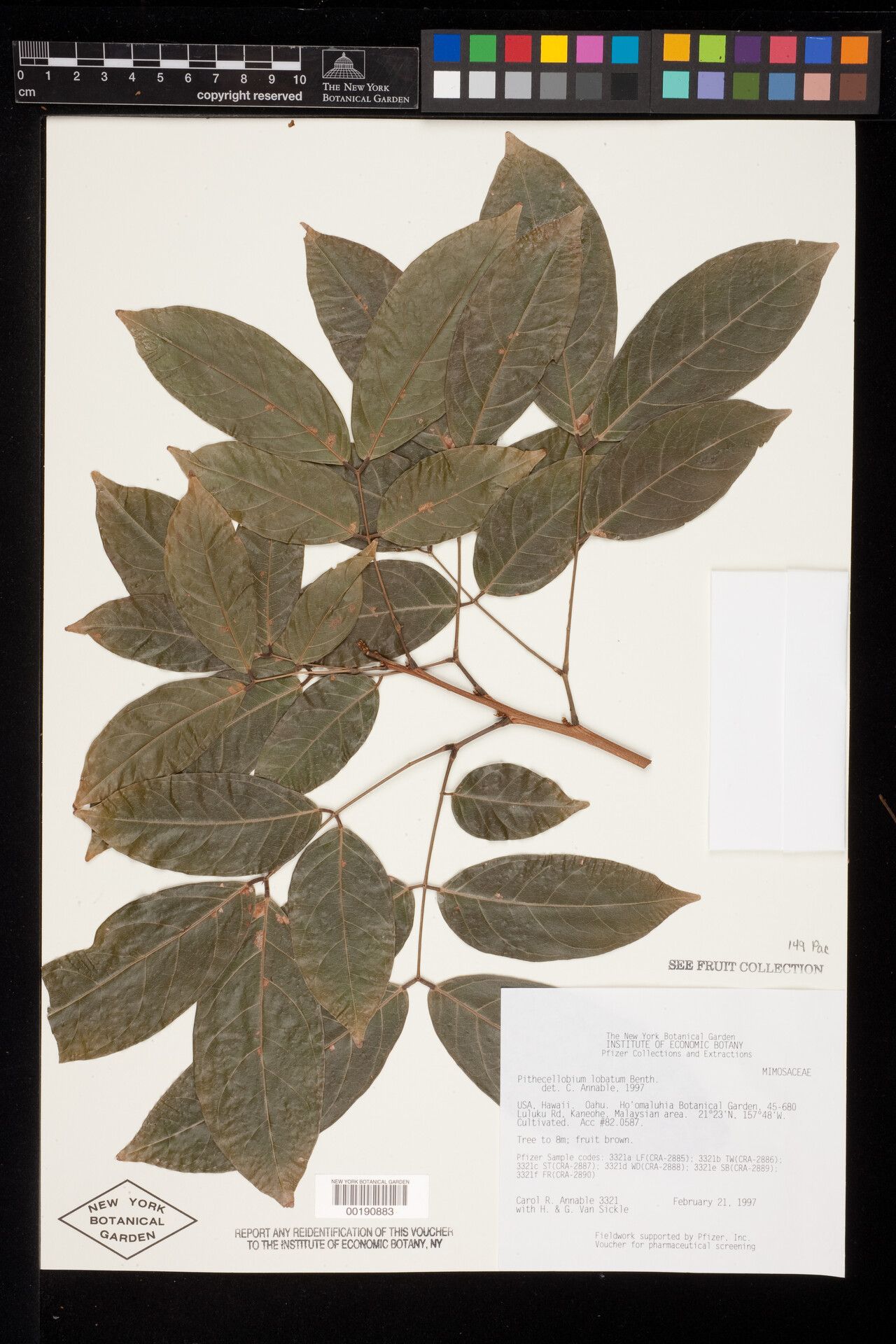 Archidendron jiringa — houseplant care guide