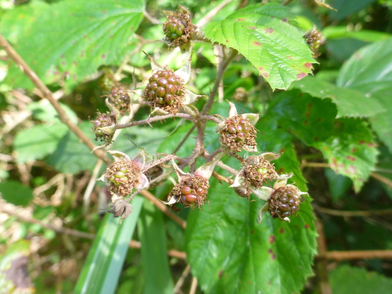 Rubus rudis fruit