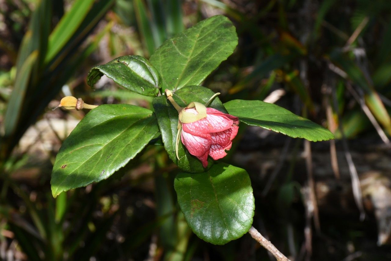 Ruizia blackburniana habit