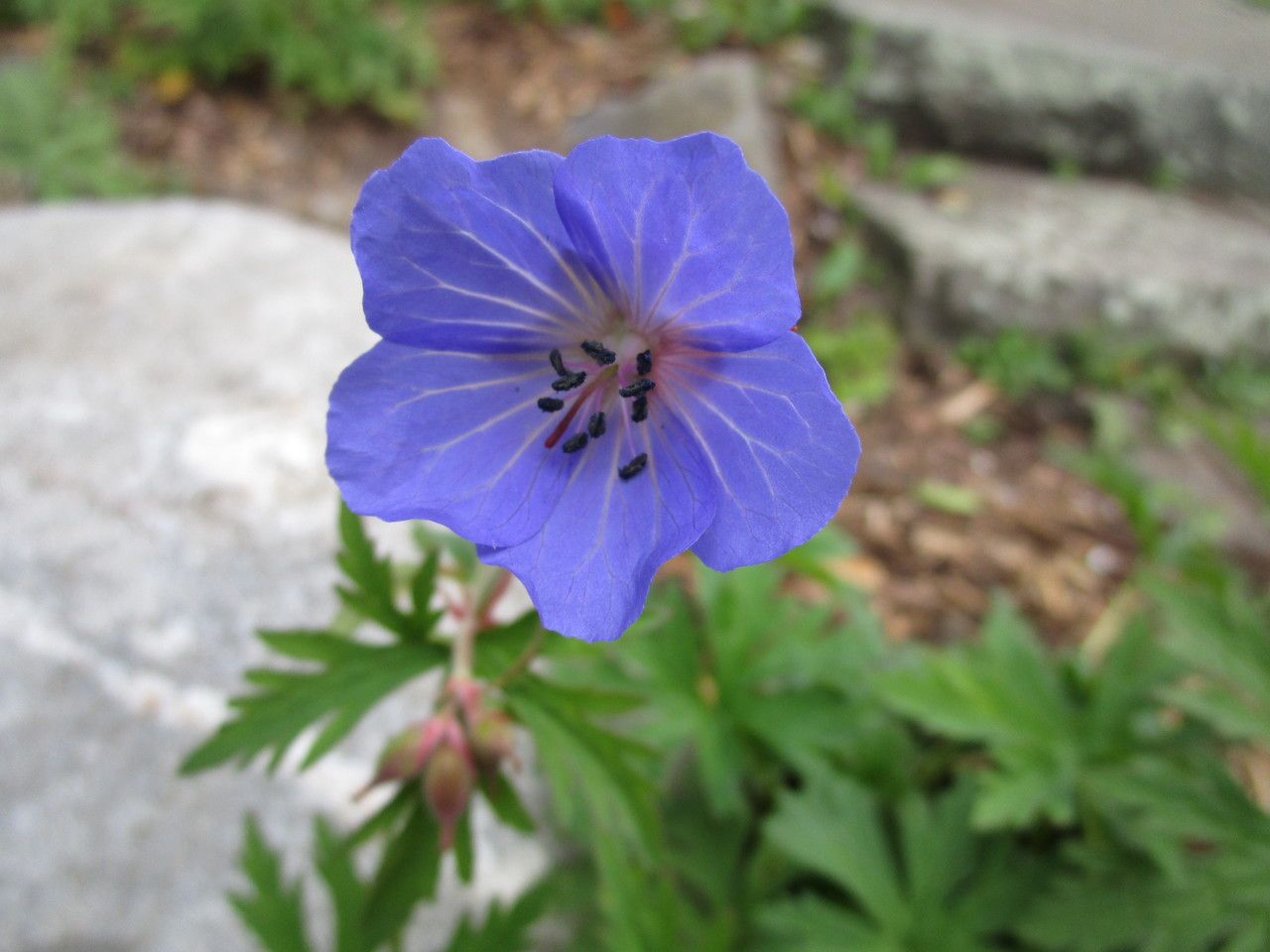Erodium atlanticum flower