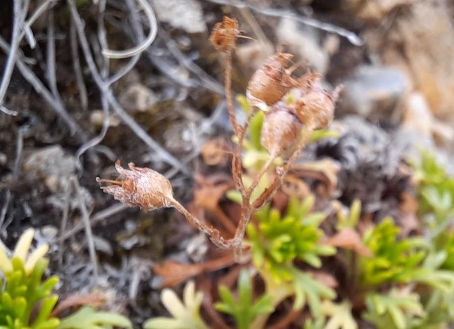 Saxifraga cuneata fruit