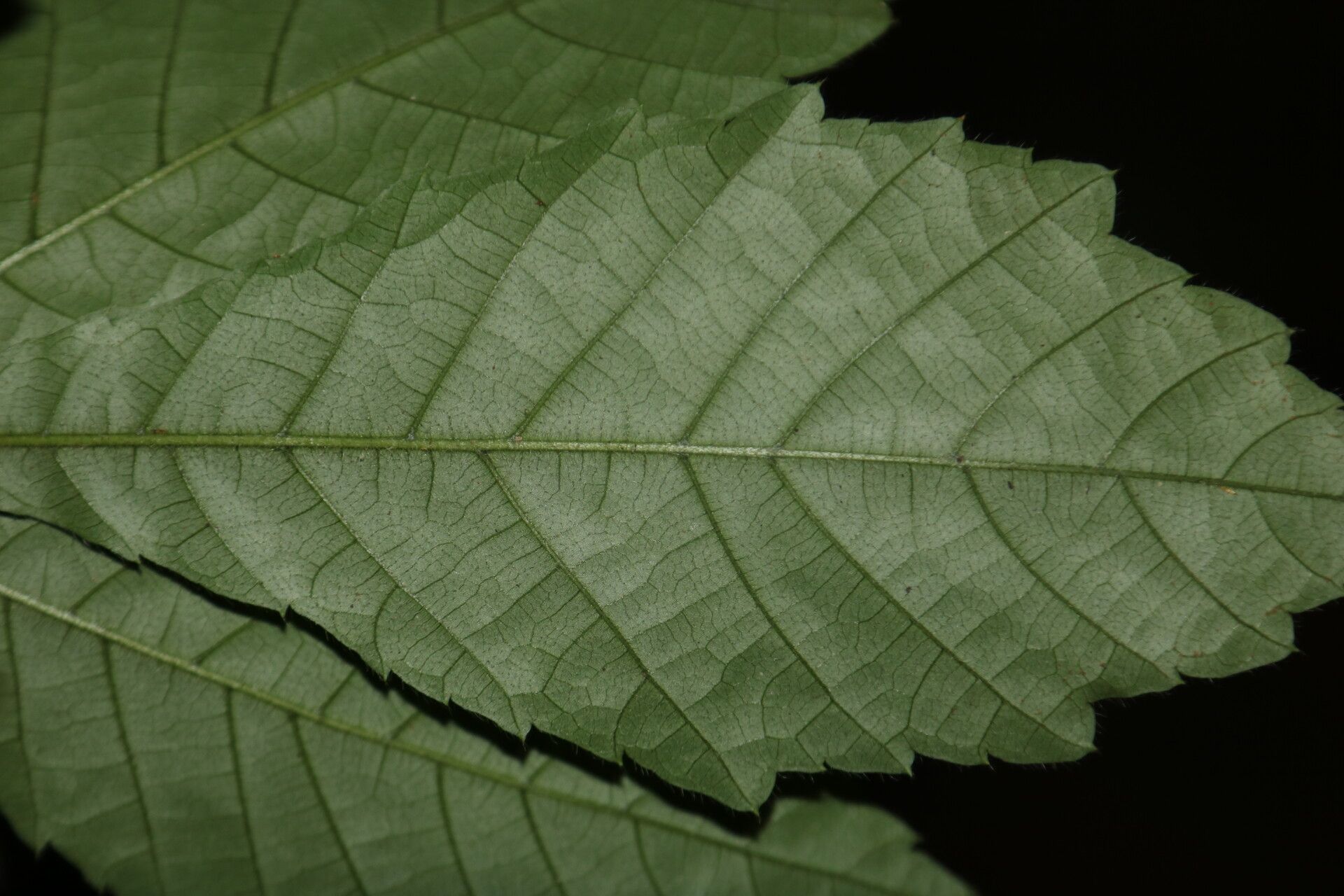 Allophylus conraui — houseplant care guide