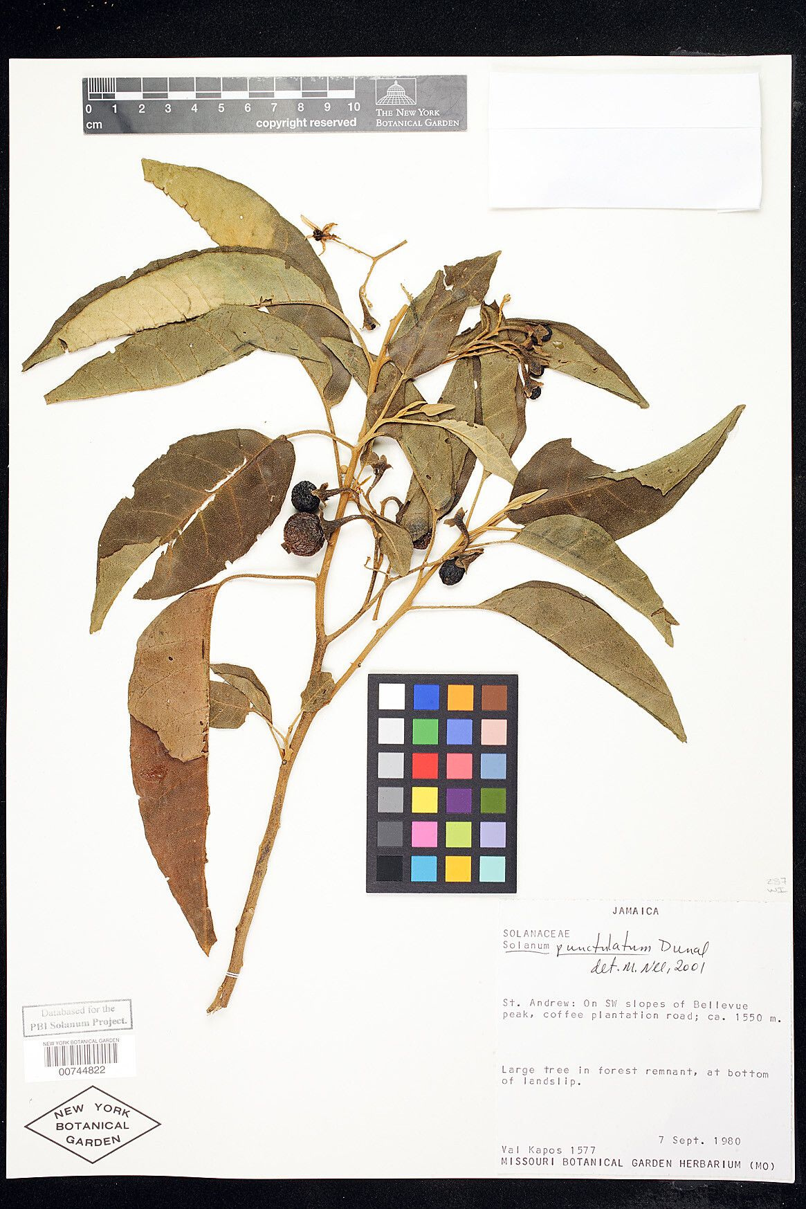 Solanum punctulatum — houseplant care guide