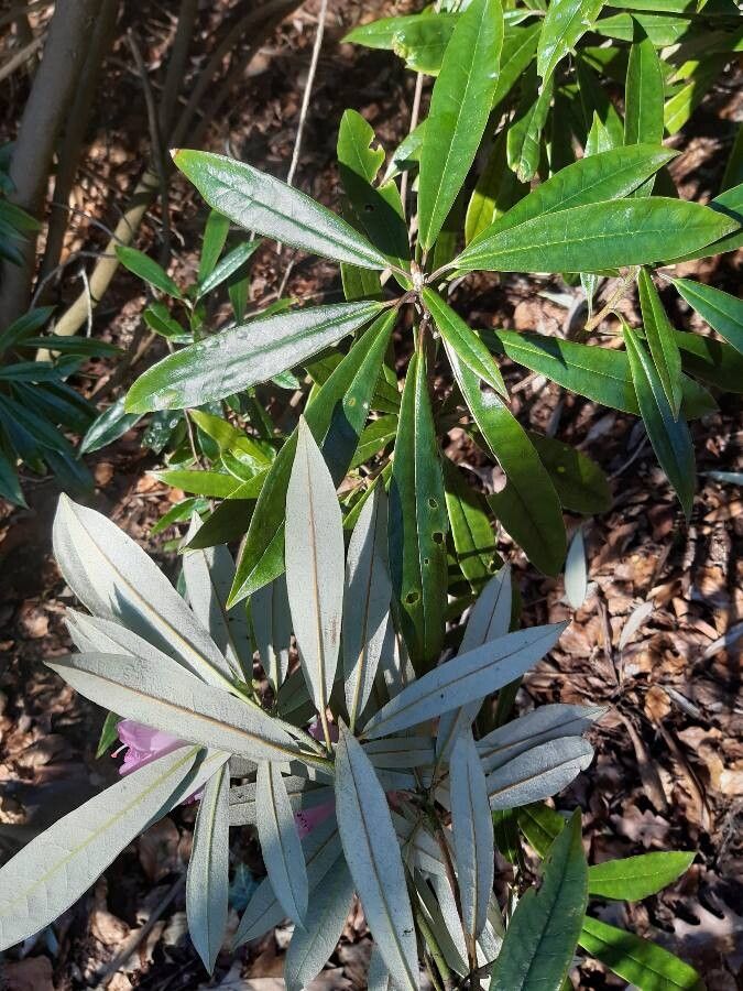 Rhododendron hunnewellianum leaf