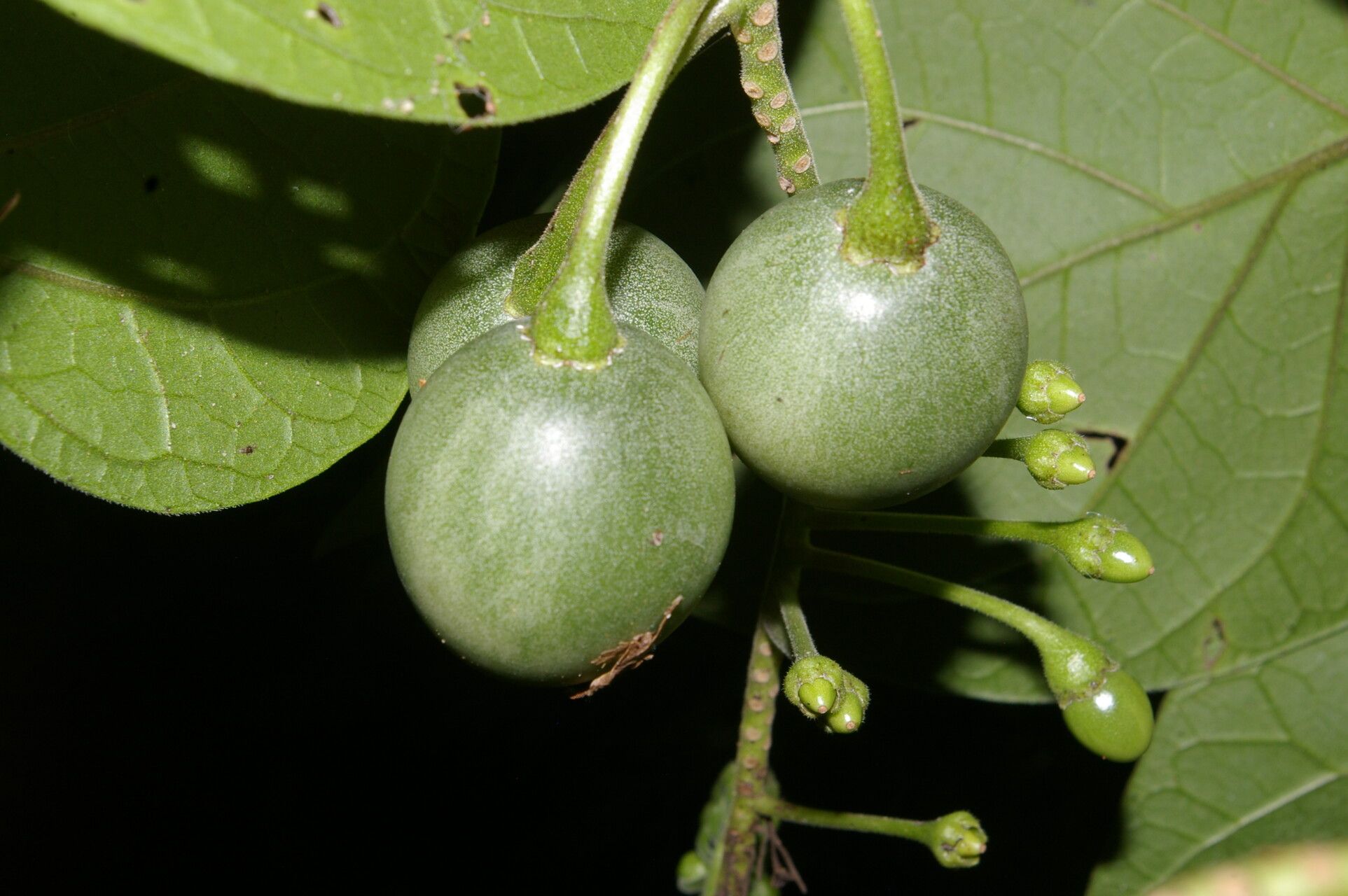 Solanum circinatum fruit