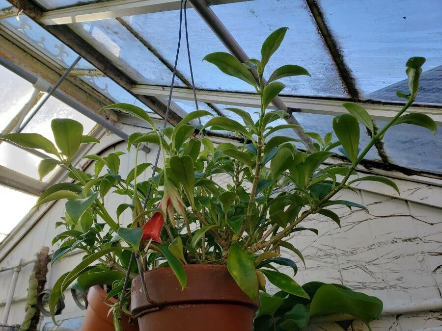 Nematanthus crassifolius habit