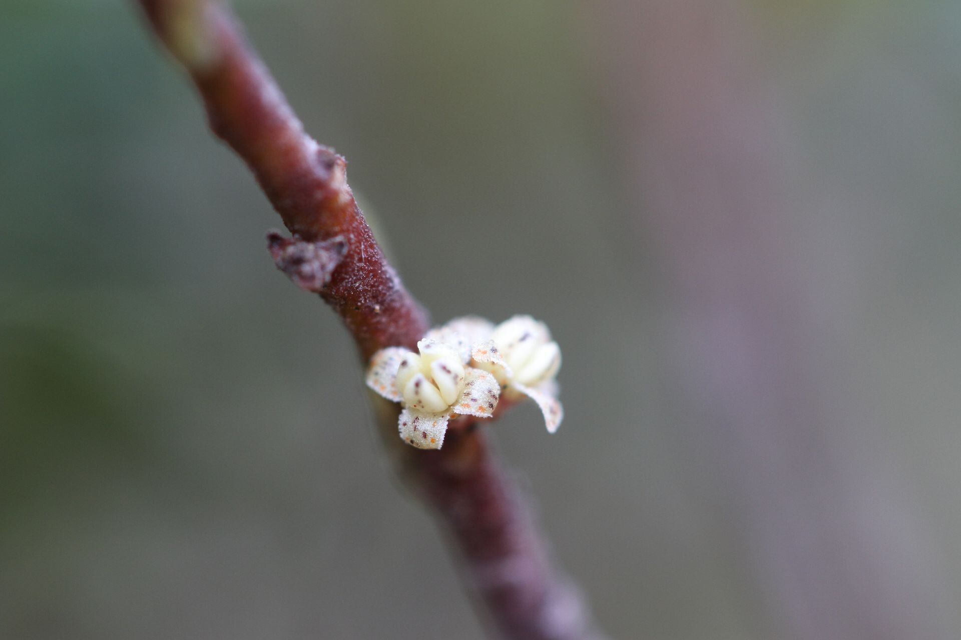 Myrsine diminuta flower