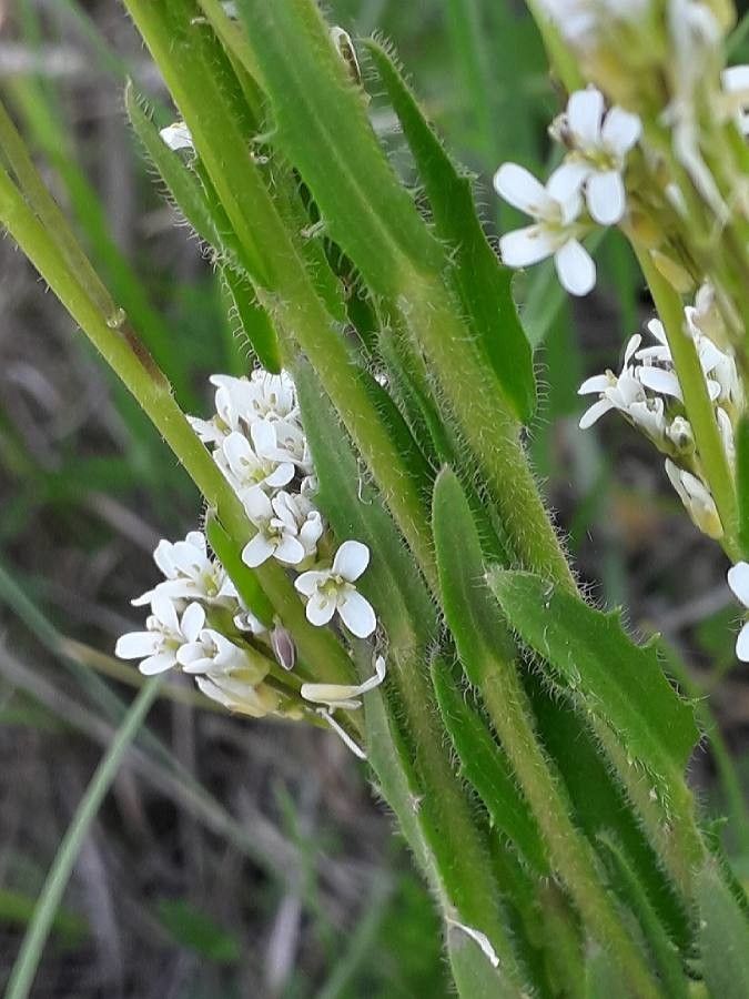 Arabis hirsuta flower
