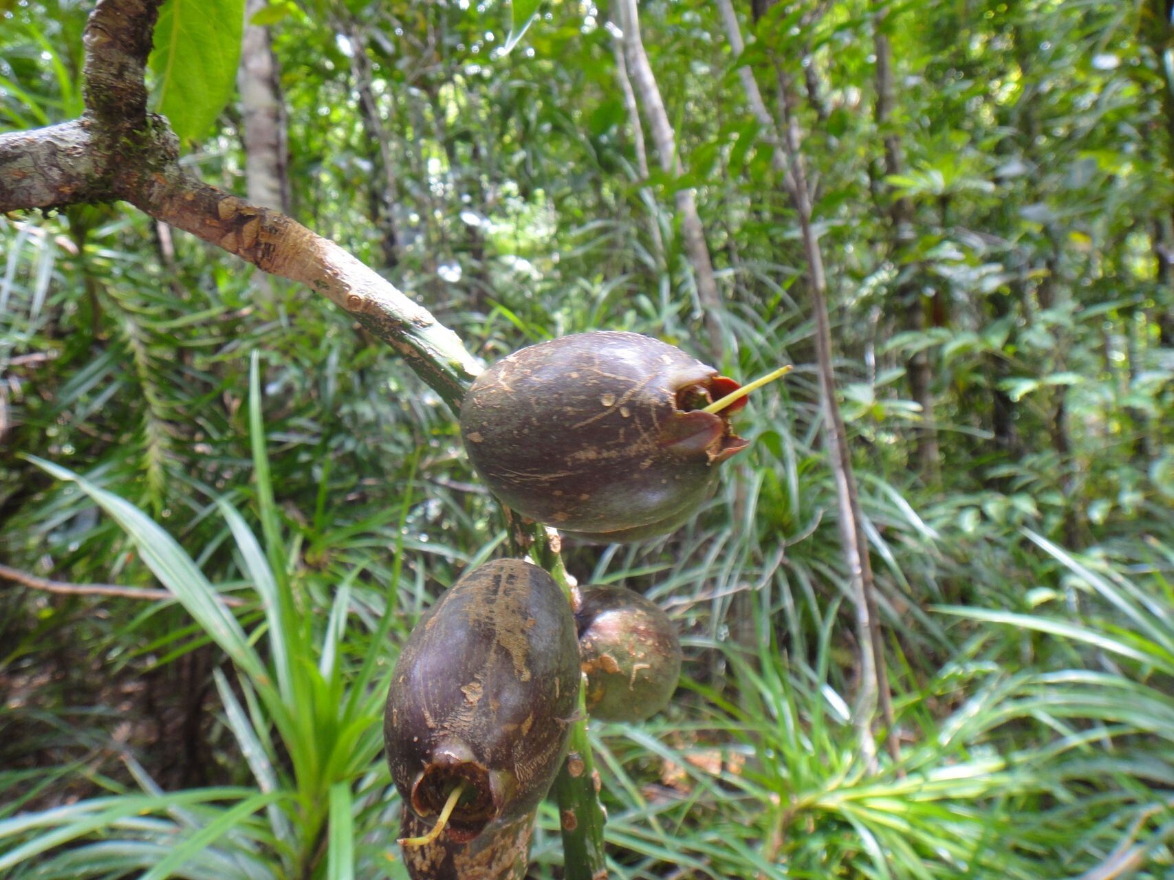 Barringtonia longifolia fruit