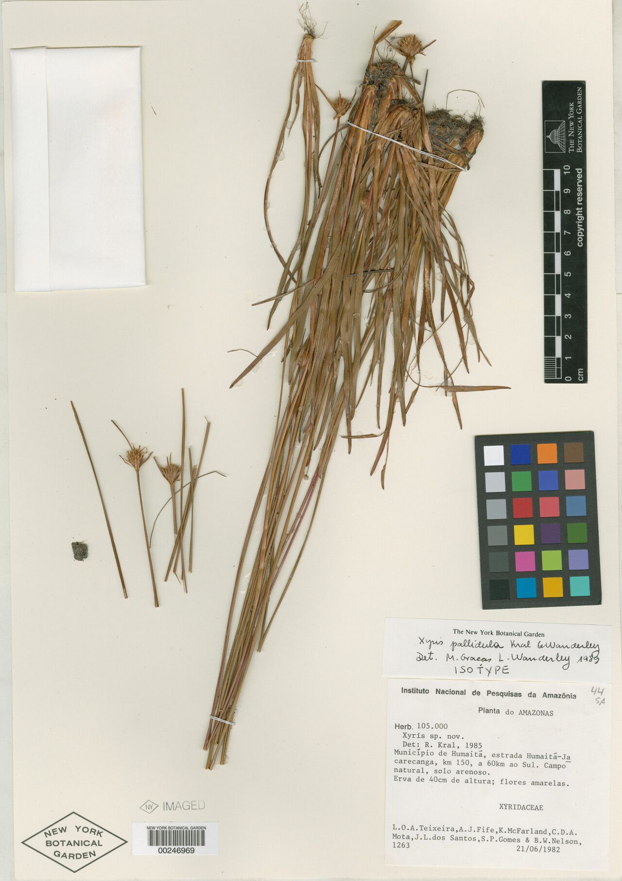 Xyris pallidula — search result for 'Xyris'