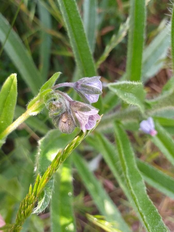 Cynoglossum creticum flower