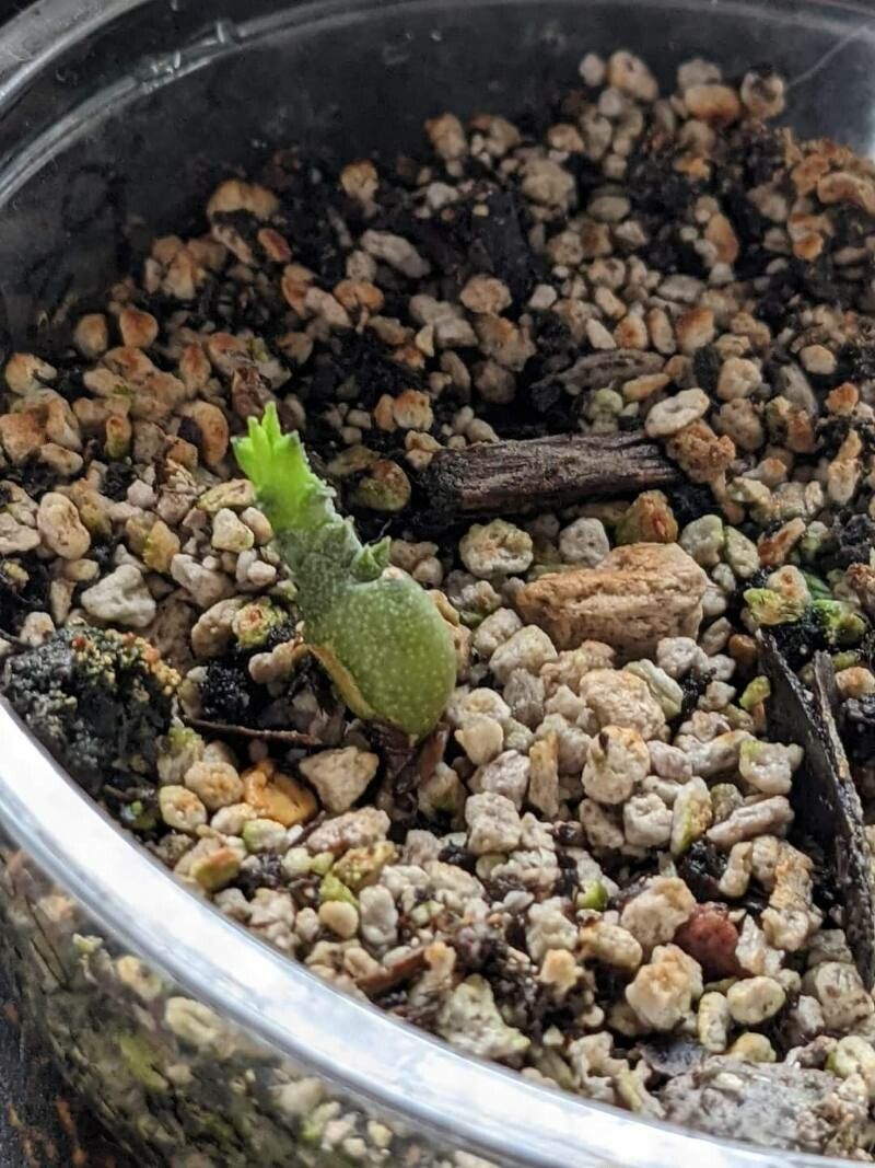 Pseudolithos horwoodii — related species from the same genus