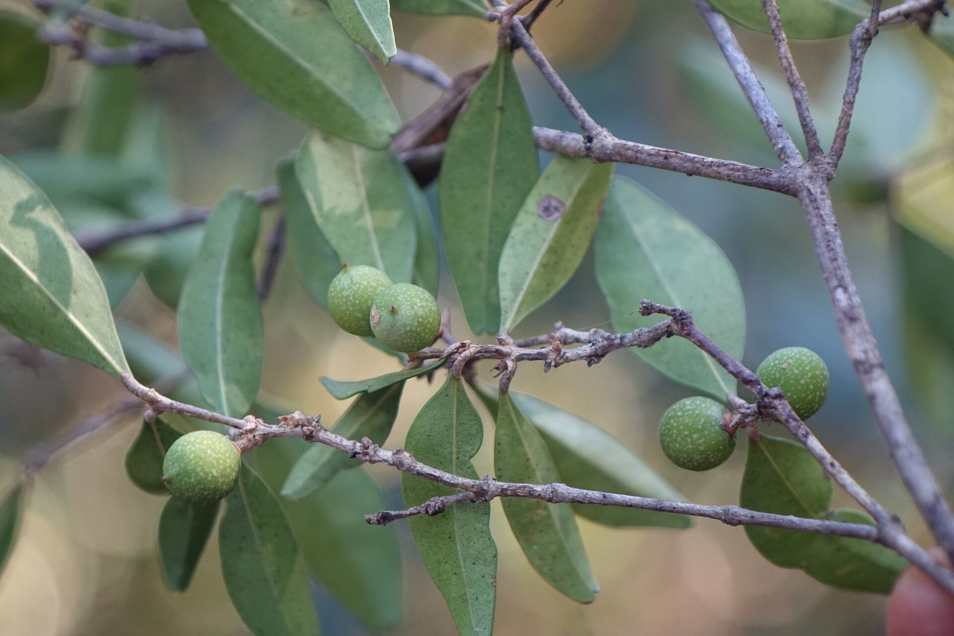 Noronhia boinensis — search result for 'Noronhia'