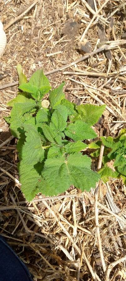 Urtica massaica leaf
