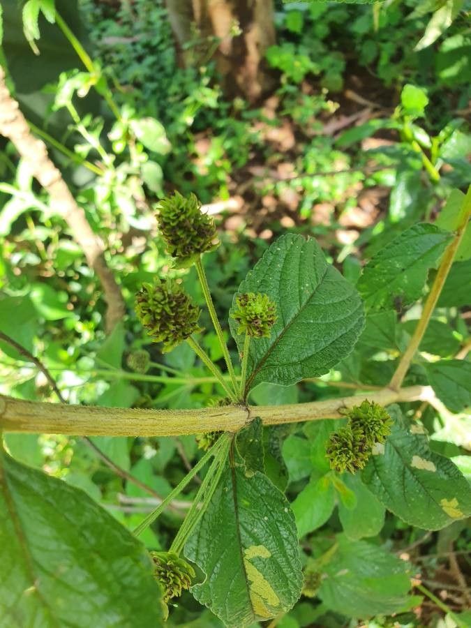 Lippia kituiensis — search result for 'Lippia'
