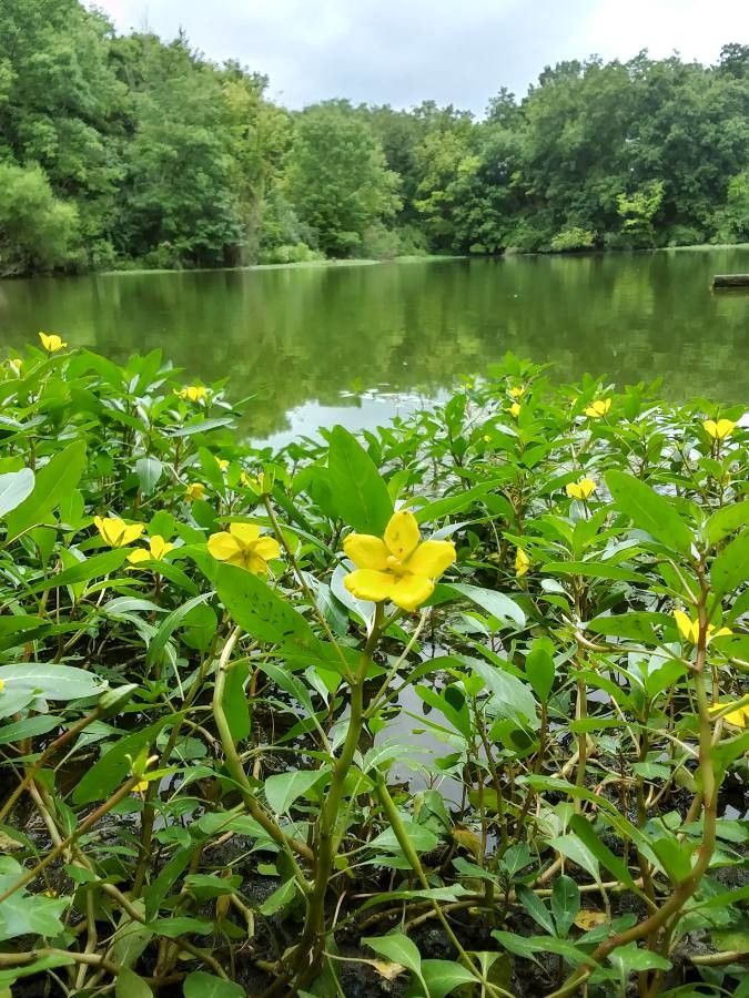 Ludwigia peploides flower