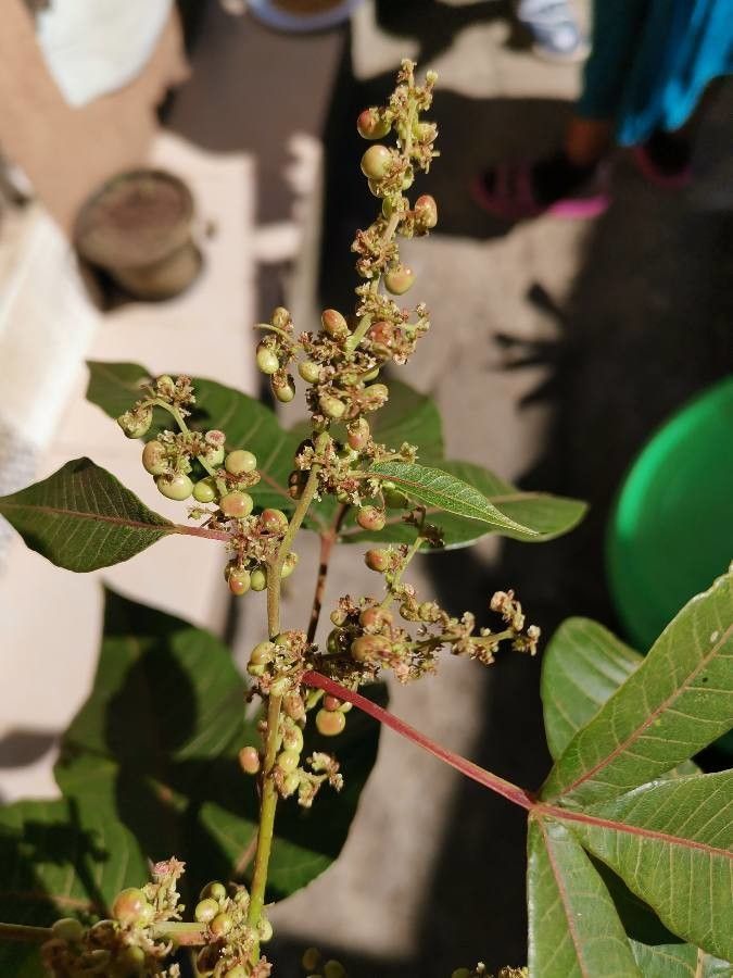 Allophylus abyssinicus fruit