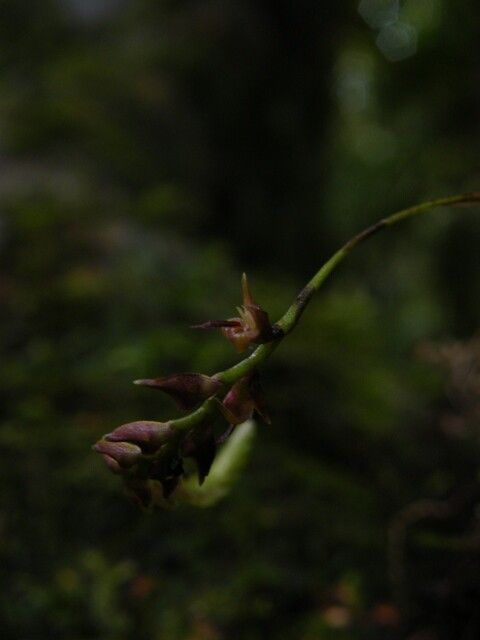 Bulbophyllum jaapii — houseplant care guide